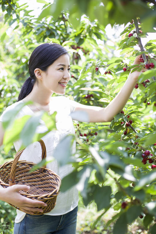 东方人,成年人,一个人,果园,农场,笑,微笑,露齿笑,竖图,室外,白天,正面,旅游,度假,快乐,幸福,农业,采摘,美景,植物,樱桃,水果,北京,日光,中国,亚洲,仅一个年轻女性,仅一个女性,仅一个人,握,工作,篮子,景观,园艺,食品,果树,饮品,樱桃树,休闲装,娱乐,饮食,农庄,树,树叶,食物,饮料,红色,绿色,自然,夏天,站着,享受,休闲,健康,短袖,景色,成熟,放松,季节,握着,摄影,有机食品,生长,生活方式,收获,环境,享乐,可口,清新,自然风光,户外活动,东亚,健康食物,适口,无忧无虑,年轻女性,女人,女性,亚洲人,中国人,年轻人,彩图,欢乐,bj175
