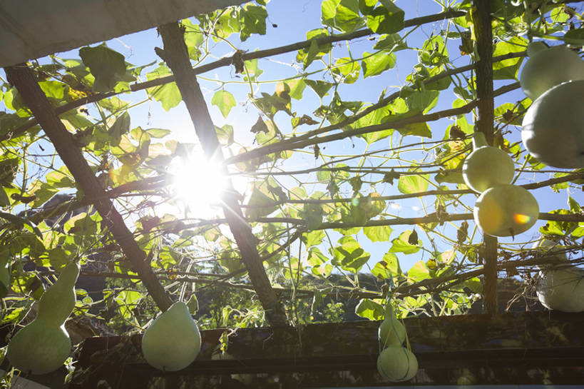 无人,菜园,横图,室外,白天,留白,镜头眩光,旅游,度假,农作物,美景,太阳,植物,北京,日光,中国,亚洲,吊挂,悬挂,种植,光束,葫芦,房屋,庭院,景观,乡村,葡萄树,挂,娱乐,树叶,农家乐,绿色,风景,天空,自然,享受,休闲,景色,放松,茂密,摄影,有机食品,茂盛,生长,度假村,自然风光,逆光,东亚,种植园,藤蔓植物,农舍,彩图,bj175