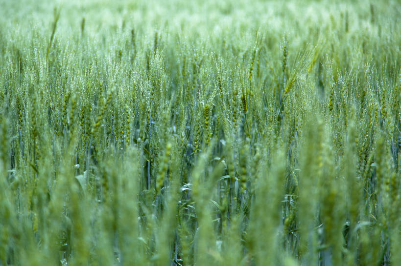 无人,横图,室外,白天,旅游,度假,农业,农作物,美景,植物,中国,亚洲,景观,田地,谷类,娱乐,绿色,风景,自然,享受,休闲,景色,放松,茂密,摄影,茂盛,生长,清新,自然风光,东亚,甘肃省,丝绸之路,彩图,旅行,全画幅,点滴,青稞,bj175