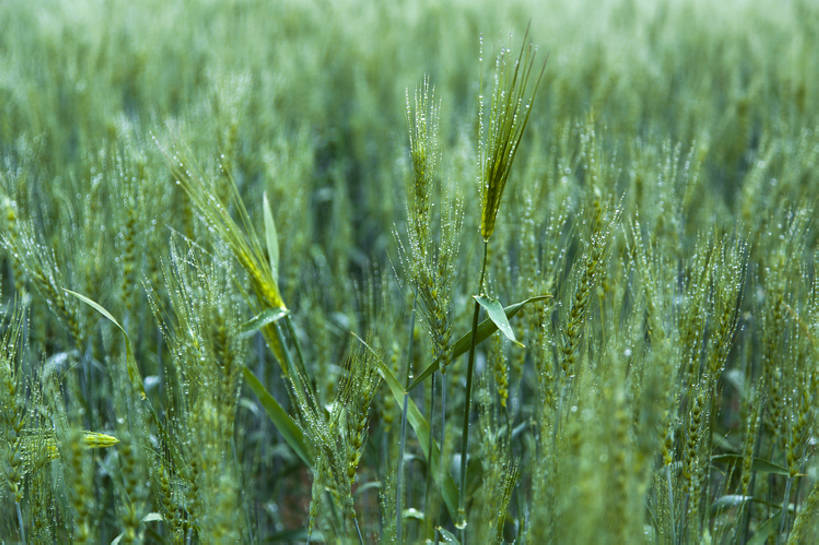 无人,横图,室外,白天,旅游,度假,农业,农作物,美景,植物,中国,亚洲,湿,景观,田地,谷类,娱乐,绿色,风景,自然,享受,休闲,景色,放松,茂密,摄影,茂盛,生长,清新,自然风光,东亚,甘肃省,丝绸之路,彩图,旅行,全画幅,点滴,青稞,bj175