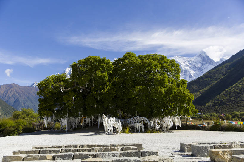 无人,横图,室外,白天,旅游,度假,美景,山,山脉,雪,雪山,植物,中国,亚洲,吊挂,悬挂,曲折,地形,景观,山顶,山坡,云,地面,挂,文化,娱乐,林芝,西藏,少数民族,民族,树,蓝色,绿色,风景,天空,自然,享受,休闲,景色,放松,摄影,宁静,环境,中国文化,自然风光,东亚,西藏自治区,地貌,哈达,青藏高原,坎坷,崎岖,地质学,自然地理,彩图,旅行,传统文化,中国少数民族,bj175