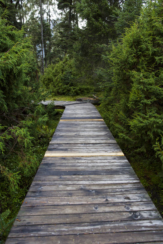 无人,竖图,室外,白天,旅游,度假,建材,美景,森林,植物,建筑,路,松树,中国,亚洲,弯曲,木制,材料,木板,木材,地形,景观,路边,小路,娱乐,林芝,西藏,木柴,树,绿色,风景,自然,享受,休闲,景色,放松,茂密,摄影,建造,木料,茂盛,宁静,环境,自然风光,东亚,西藏自治区,环境保护,青藏高原,常绿树,针叶树,彩图,旅行,林区,广角,南伊沟,bj175