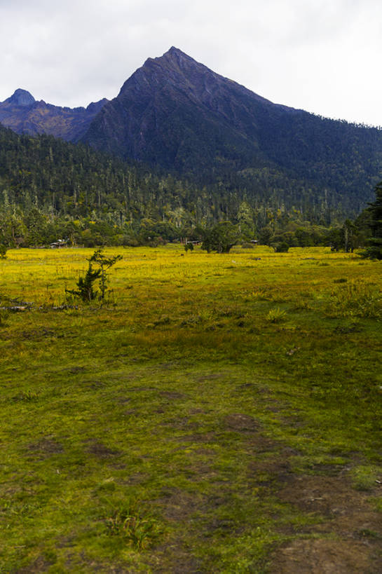 无人,竖图,室外,白天,旅游,度假,草地,草原,美景,森林,山,山脉,植物,中国,亚洲,曲折,地形,景观,山顶,山坡,娱乐,林芝,西藏,草,树,绿色,风景,天空,自然,平原,享受,休闲,景色,放松,茂密,摄影,茂盛,宁静,环境,自然风光,东亚,西藏自治区,青藏高原,坎坷,崎岖,地质学,自然地理,彩图,旅行,林区,广角,南伊沟,bj175