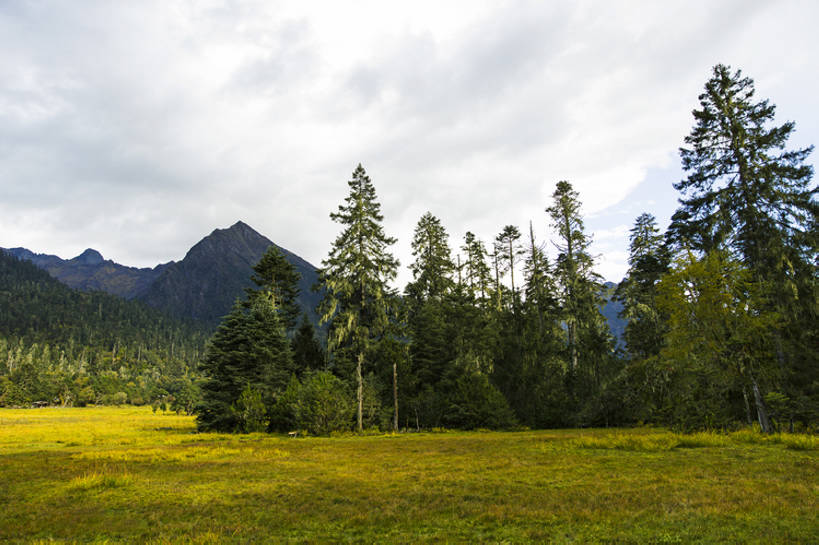 无人,横图,室外,白天,旅游,度假,草地,草原,美景,森林,山,山脉,植物,多云,松树,中国,亚洲,曲折,地形,景观,山顶,山坡,娱乐,林芝,西藏,草,树,绿色,风景,天空,自然,平原,享受,休闲,景色,放松,茂密,摄影,茂盛,宁静,环境,自然风光,东亚,西藏自治区,青藏高原,常绿树,坎坷,崎岖,地质学,自然地理,针叶树,彩图,旅行,林区,广角,南伊沟,bj175