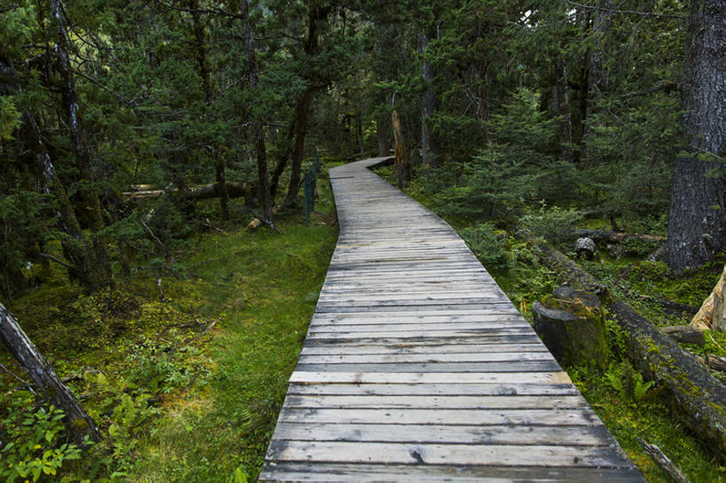 无人,横图,室外,白天,旅游,度假,建材,美景,森林,植物,建筑,路,松树,中国,亚洲,弯曲,木制,材料,木板,木材,地形,景观,路边,小路,树桩,娱乐,林芝,西藏,木柴,树,树干,绿色,风景,自然,享受,休闲,景色,放松,茂密,摄影,建造,木料,茂盛,宁静,环境,自然风光,东亚,西藏自治区,环境保护,青藏高原,常绿树,针叶树,彩图,旅行,林区,广角,南伊沟,bj175