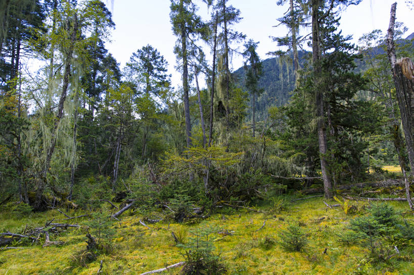 无人,横图,室外,白天,旅游,度假,草地,美景,森林,山,植物,松树,中国,亚洲,环保,地形,景观,山顶,根,娱乐,林芝,西藏,草,树,树干,绿色,风景,天空,自然,享受,休闲,景色,放松,茂密,摄影,茂盛,能源,灌木,宁静,环境,回收,资源,自然风光,利用,低碳,东亚,循环,西藏自治区,环境保护,青藏高原,常绿树,持续,针叶树,彩图,旅行,林区,广角,南伊沟,bj175