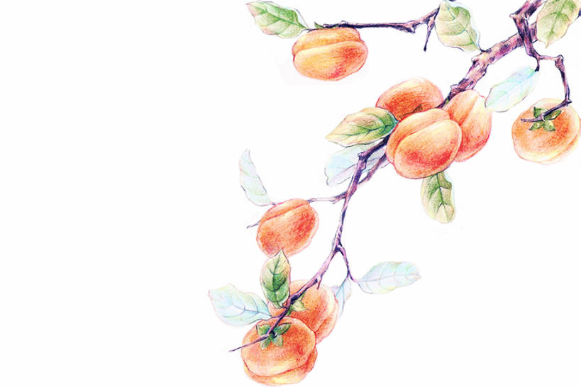 无人,横图,插画,留白,白色背景,数码,科技,植物,柿子,水果,阴影,丰富,网络,食品,果树,柿子树,高光,几何,计算机图形,合成,图画,画,树,树枝,自然,成熟,收获,电脑合成图,数码合成图,合成图,清新,国画,漫画,写实,具体,具象,秋天,画画,插图,bj175