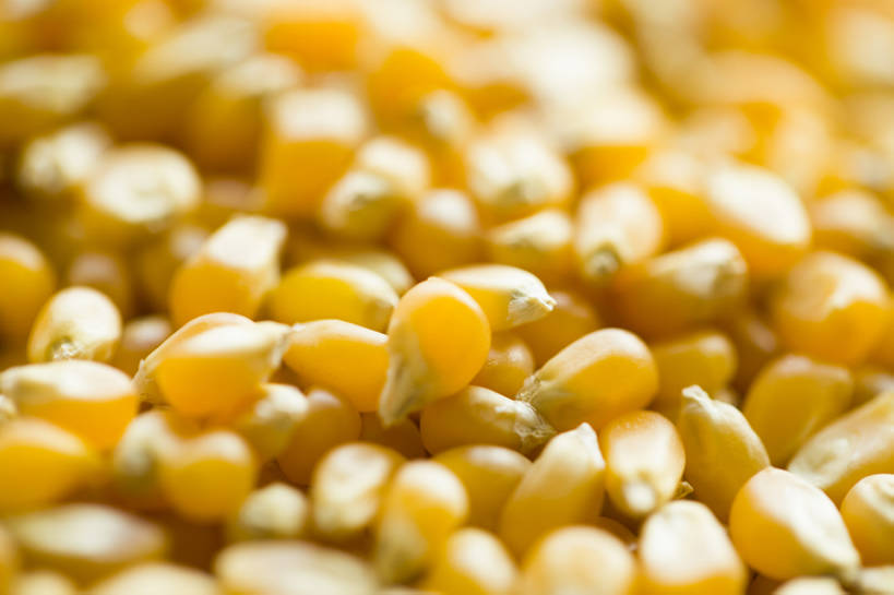 无人,横图,特写,农业,农作物,玉米,静物,中国,亚洲,许多,堆叠,丰富,棒子,材料,玉蜀黍,谷物,食品,很多,主食,饮食,黄色,健康,摄影,有机食品,苞米,苞芦,玉米棒,东亚,健康食物,苞谷,包谷,大蜀黍,番麦,薏米包,玉高粱,玉麦,珍珠米,彩图,全画幅,膳食纤维,成分,bj175