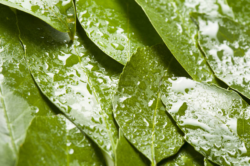 无人,横图,特写,背景,水,静物,北京,中国,亚洲,许多,湿,形状,茶叶,很多,树叶,绿色,自然,概念,雨滴,摄影,宁静,简单,清新,东亚,纯净,彩图,影棚拍摄,全画幅,点滴,bj175