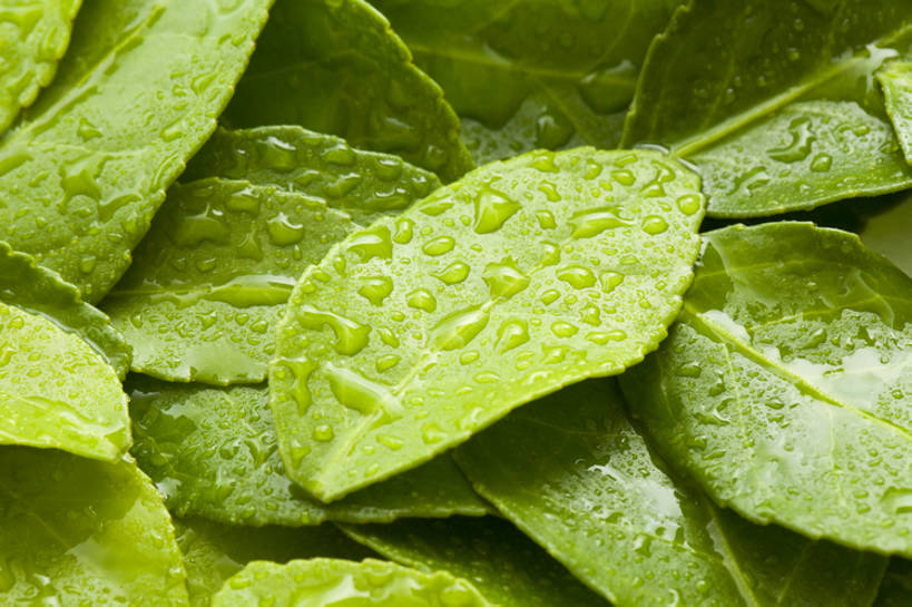 无人,横图,特写,背景,水,静物,北京,中国,亚洲,许多,湿,形状,茶叶,很多,树叶,绿色,自然,概念,雨滴,摄影,宁静,简单,清新,东亚,纯净,彩图,影棚拍摄,全画幅,点滴,bj175