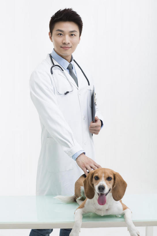 东方人,成年人,一个人,医生,兽医,微笑,竖图,留白,正面,衬衫,快乐,幸福,纯洁,信心,桌子,宠物,狗,北京,中国,亚洲,仅一个男性,仅一个人,灰色背景,检查,工作,领带,注视,现代,仅一个年轻男性,一只,动物,听诊器,观察,看,站着,职业,家畜,可爱,亲密,童年,童趣,摄影,生活方式,观看,写字板,体检,察看,医疗,享乐,关爱,关注,童真,东亚,烂漫,无邪,实验服,天真,男人,男性,年轻男性,亚洲人,中国人,年轻人,触摸,彩图,影棚拍摄,欢乐,小猎犬,体格检查,bj175