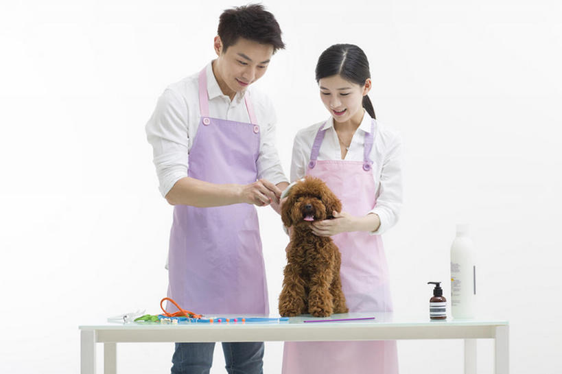 东方人,成年人,两个人,笑,微笑,露齿笑,横图,留白,正面,衬衫,快乐,幸福,信心,桌子,宠物,狗,北京,中国,亚洲,握,灰色背景,并排,工作,围裙,刷,注视,现代,一只,动物,观察,看,站着,职业,家畜,亲密,服务,握着,摄影,生活方式,观看,察看,享乐,关爱,关注,贵妇犬,合伙,东亚,陪同,陪伴,店主,男人,男性,年轻男性,年轻女性,女人,女性,亚洲人,中国人,年轻人,彩图,影棚拍摄,欢乐,宠物商店,宠物美容师,伴随,bj175
