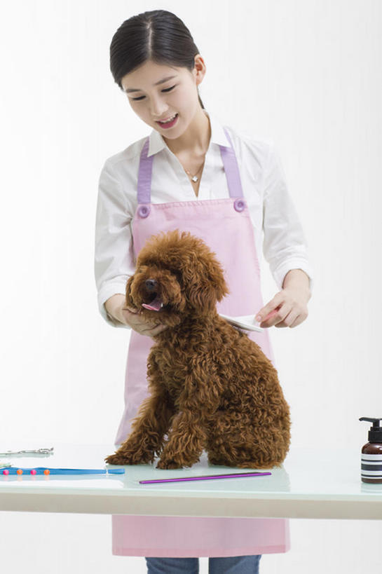 东方人,成年人,一个人,笑,微笑,露齿笑,竖图,留白,正面,衬衫,快乐,幸福,信心,桌子,宠物,狗,北京,中国,亚洲,仅一个年轻女性,仅一个女性,仅一个人,握,灰色背景,工作,围裙,刷,注视,现代,一只,动物,观察,看,站着,职业,家畜,服务,握着,摄影,生活方式,观看,察看,享乐,关爱,关注,贵妇犬,东亚,店主,年轻女性,女人,女性,亚洲人,中国人,年轻人,彩图,影棚拍摄,欢乐,宠物商店,宠物美容师,bj175
