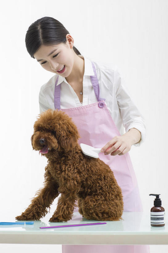 东方人,成年人,一个人,笑,微笑,露齿笑,竖图,留白,正面,衬衫,快乐,幸福,信心,桌子,宠物,狗,北京,中国,亚洲,仅一个年轻女性,仅一个女性,仅一个人,握,灰色背景,工作,围裙,刷,注视,现代,一只,动物,观察,看,站着,职业,家畜,服务,握着,摄影,生活方式,观看,察看,享乐,关爱,关注,贵妇犬,东亚,店主,年轻女性,女人,女性,亚洲人,中国人,年轻人,彩图,影棚拍摄,欢乐,宠物商店,宠物美容师,bj175