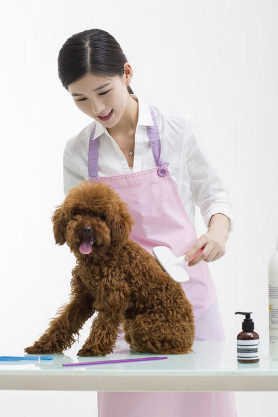 东方人,成年人,一个人,笑,微笑,露齿笑,竖图,留白,正面,衬衫,快乐,幸福,信心,桌子,宠物,狗,北京,中国,亚洲,仅一个年轻女性,仅一个女性,仅一个人,握,灰色背景,工作,围裙,刷,注视,现代,一只,动物,观察,看,站着,职业,家畜,服务,握着,摄影,生活方式,观看,察看,享乐,关爱,关注,贵妇犬,东亚,店主,年轻女性,女人,女性,亚洲人,中国人,年轻人,彩图,影棚拍摄,欢乐,宠物商店,宠物美容师,bj175