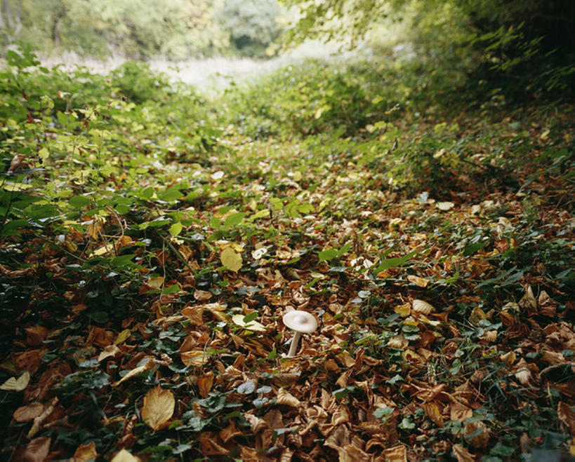 室外,白天,叶子,法国,欧洲,粉末,蘑菇,食品,粉,粉状,粉剂,利穆赞,秋天,彩图,bj175