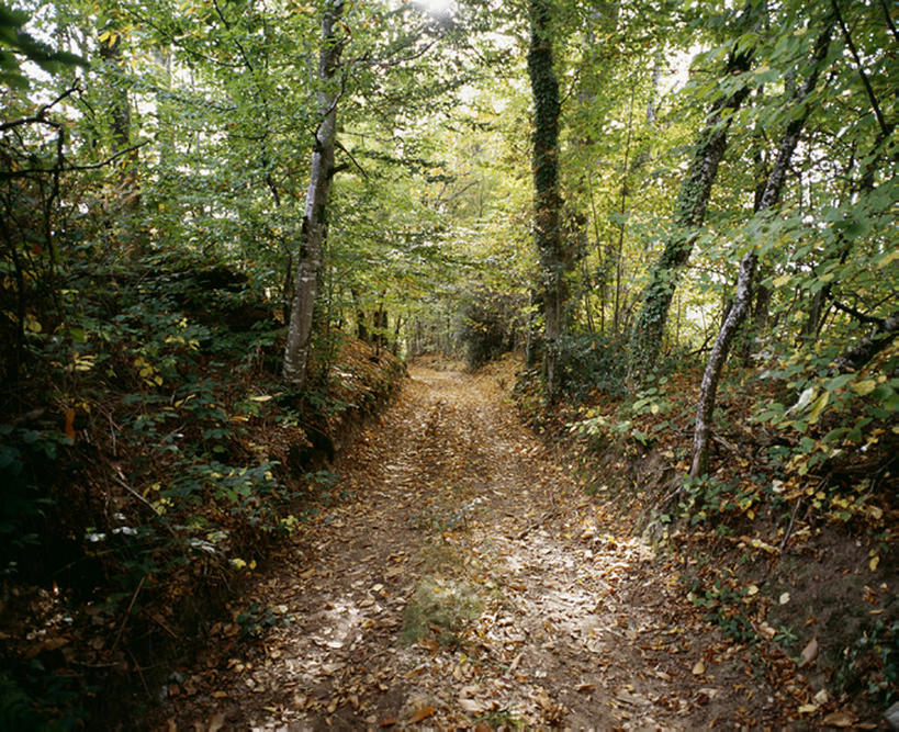 室外,白天,森林,法国,欧洲,小路,树,利穆赞,彩图,bj175