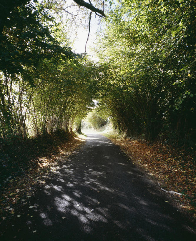 室外,白天,森林,路,叶子,法国,欧洲,树,利穆赞,秋天,彩图,bj175