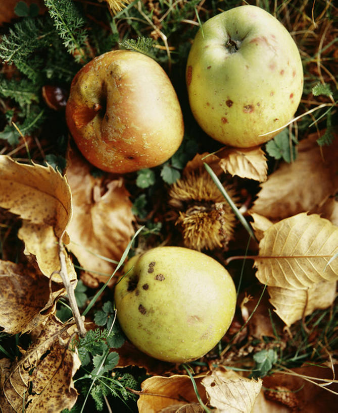 俯视,室外,苹果,静物,水果,叶子,法国,欧洲,粉末,食品,饮食,三个,粉,粉状,粉剂,利穆赞,秋天,彩图,高角度拍摄,bj175