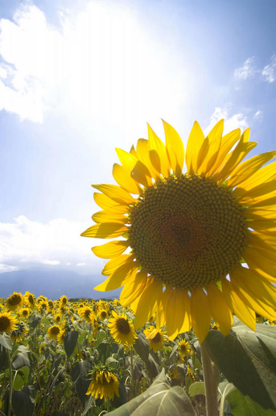 无人,竖图,室外,白天,留白,旅游,度假,农业,草地,美景,向日葵,叶子,丰富,盛开,地形,景观,田地,云,茎,野花,花蕾,娱乐,花,花瓣,花朵,鲜花,黄色,蓝色,绿色,风景,天空,自然,春天,花苞,花蕊,享受,休闲,景色,放松,摄影,生长,宁静,环境,清新,自然风光,开端,彩图,头状花序,bj175