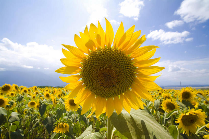 无人,横图,室外,白天,留白,旅游,度假,农业,草地,美景,向日葵,叶子,丰富,盛开,地形,景观,田地,云,茎,野花,花蕾,娱乐,花,花瓣,花朵,鲜花,黄色,蓝色,绿色,风景,天空,自然,春天,花苞,花蕊,享受,休闲,景色,放松,摄影,生长,宁静,环境,清新,自然风光,开端,彩图,头状花序,bj175