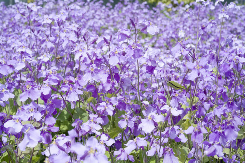 无人,横图,室外,白天,留白,旅游,度假,草地,美景,叶子,丰富,盛开,地形,景观,田地,茎,野花,花蕾,娱乐,花,花瓣,花朵,鲜花,紫色,风景,自然,春天,花苞,花蕊,享受,休闲,景色,放松,摄影,生长,宁静,环境,鸢尾,清新,自然风光,开端,彩图,头状花序,bj175