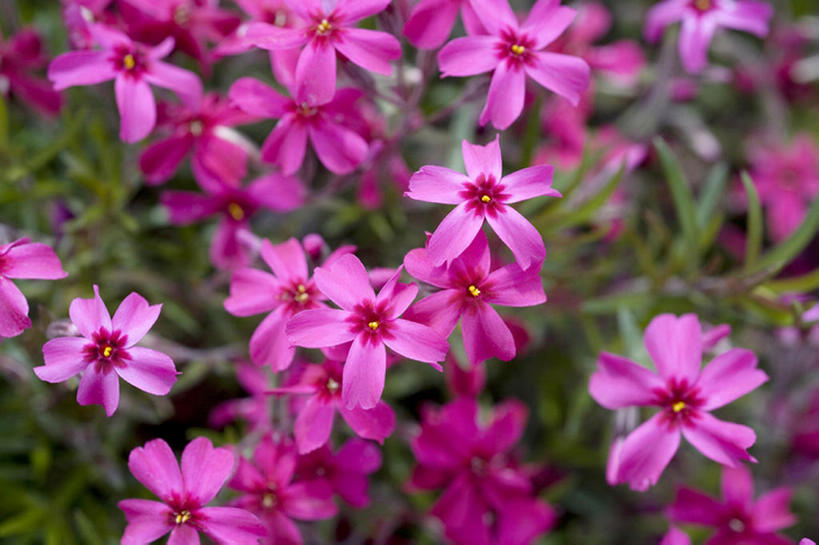 无人,横图,俯视,室外,白天,留白,旅游,度假,纯洁,草地,美景,叶子,丰富,盛开,地形,景观,田地,茎,野花,花蕾,娱乐,花,花瓣,花朵,鲜花,粉色,紫色,风景,自然,春天,花苞,花蕊,享受,休闲,景色,放松,可爱,童年,童趣,摄影,银莲花,生长,宁静,环境,清新,自然风光,童真,烂漫,无邪,开端,天真,彩图,高角度拍摄,头状花序,bj175