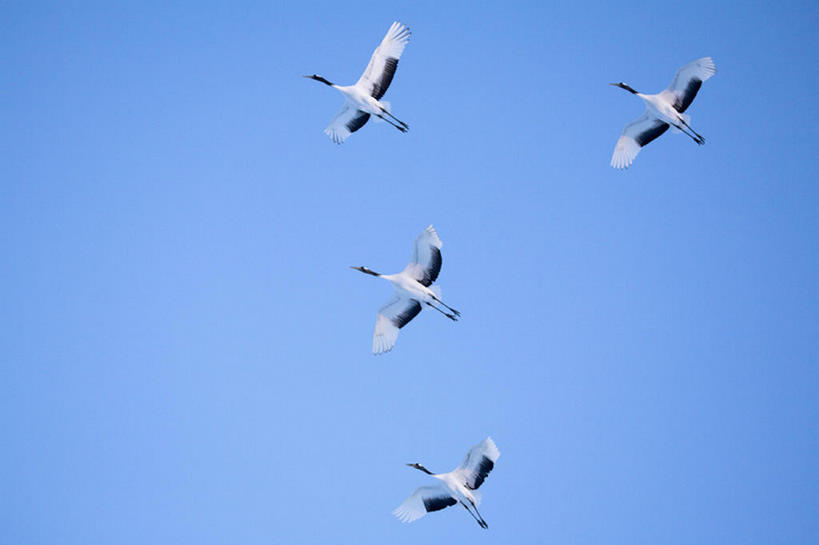 无人,横图,室外,白天,留白,仰视,美景,雪,丹顶鹤,野生动物,四只,鹤,鸟类,景观,半空,飞,蓝色,白色,黑色,天空,自然,景色,摄影,宁静,动作,环境,自然风光,万里无云,濒危物种,彩图,低角度拍摄,动物行为,编队飞行,bj175