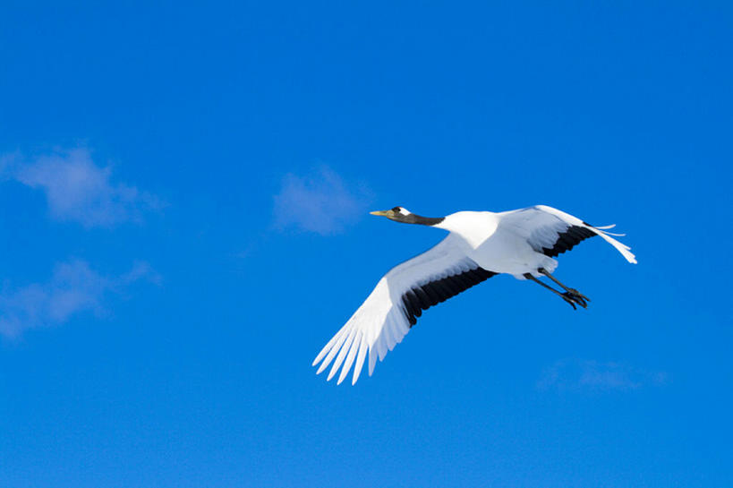 无人,横图,室外,白天,留白,探险,美景,丹顶鹤,野生动物,鹤,鸟类,景观,半空,注视,飞,一只,蓝色,白色,黑色,天空,自然,观察,看,景色,摄影,观看,宁静,动作,环境,察看,关注,自然风光,万里无云,濒危物种,彩图,动物行为,bj175