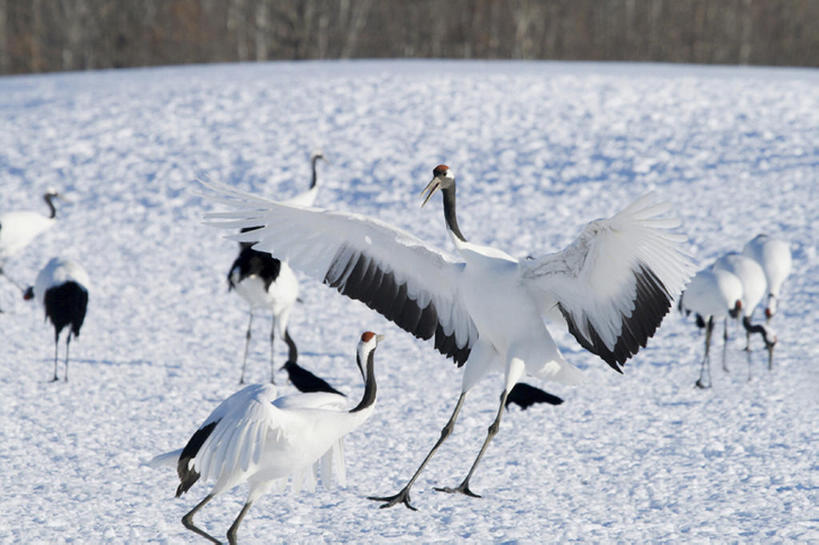 无人,横图,室外,白天,留白,竞争,草地,美景,雪,丹顶鹤,野生动物,冲突,鹤,鸟类,景观,田地,冬天,蓝色,白色,黑色,天空,自然,景色,寒冷,摄影,宁静,动作,环境,自然风光,打斗,挑战,万里无云,炫耀,濒危物种,彩图,动物行为,bj175