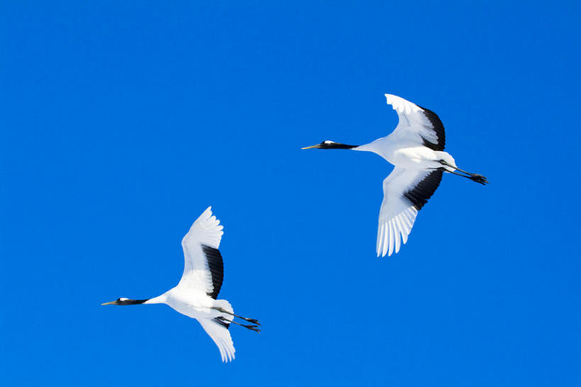 无人,横图,室外,白天,留白,探险,美景,丹顶鹤,野生动物,鹤,鸟类,景观,注视,飞,蓝色,白色,黑色,天空,自然,动物,观察,看,两只,景色,摄影,观看,宁静,动作,环境,察看,关注,自然风光,万里无云,濒危物种,彩图,动物行为,编队飞行,bj175