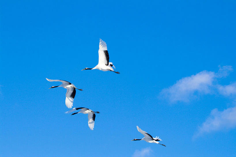 无人,横图,室外,白天,留白,探险,美景,丹顶鹤,野生动物,四只,鹤,鸟类,景观,注视,飞,蓝色,白色,黑色,天空,自然,观察,看,景色,摄影,观看,宁静,动作,环境,察看,关注,自然风光,万里无云,濒危物种,彩图,动物行为,编队飞行,bj175