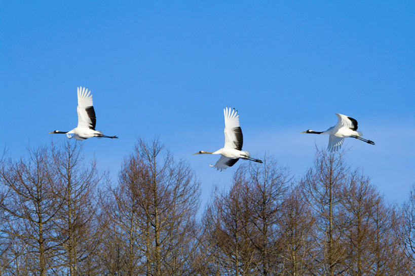 无人,横图,室外,白天,留白,探险,美景,丹顶鹤,野生动物,三只,鹤,鸟类,景观,注视,飞,蓝色,白色,黑色,天空,自然,观察,看,景色,摄影,观看,宁静,动作,环境,察看,关注,自然风光,万里无云,濒危物种,彩图,动物行为,编队飞行,bj175
