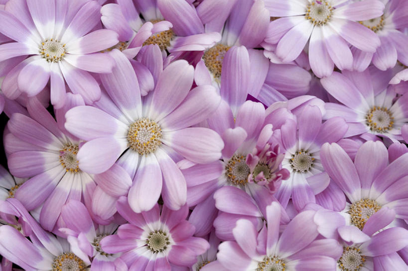 无人,横图,室外,白天,留白,纯洁,美景,丰富,盛开,景观,野花,花蕾,注视,雏菊,花,花瓣,花朵,鲜花,紫色,自然,春天,花苞,花蕊,观察,看,景色,可爱,童年,童趣,摄影,生长,观看,环境,察看,关注,清新,自然风光,童真,烂漫,无邪,开端,天真,彩图,头状花序,bj175