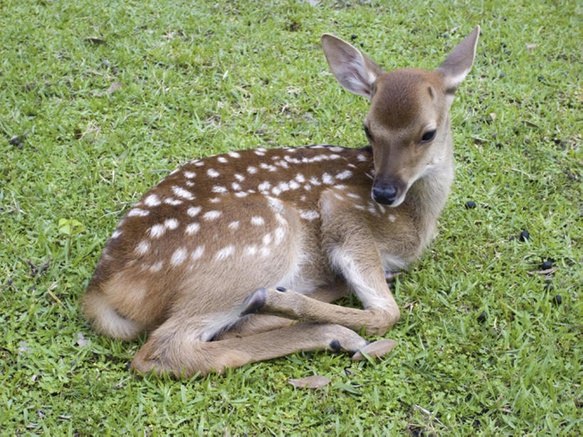 无人,横图,俯视,室外,白天,留白,纯洁,草地,美景,哺乳动物,鹿,野生动物,丰富,环绕,缠绕,斑点,景观,田地,草,一只,绿色,自然,动物,休息,景色,放松,可爱,童年,童趣,摄影,食草动物,生长,宁静,环境,侧卧,自然风光,纠缠,小鹿,童真,烂漫,无邪,开端,天真,彩图,高角度拍摄,卷须,bj175