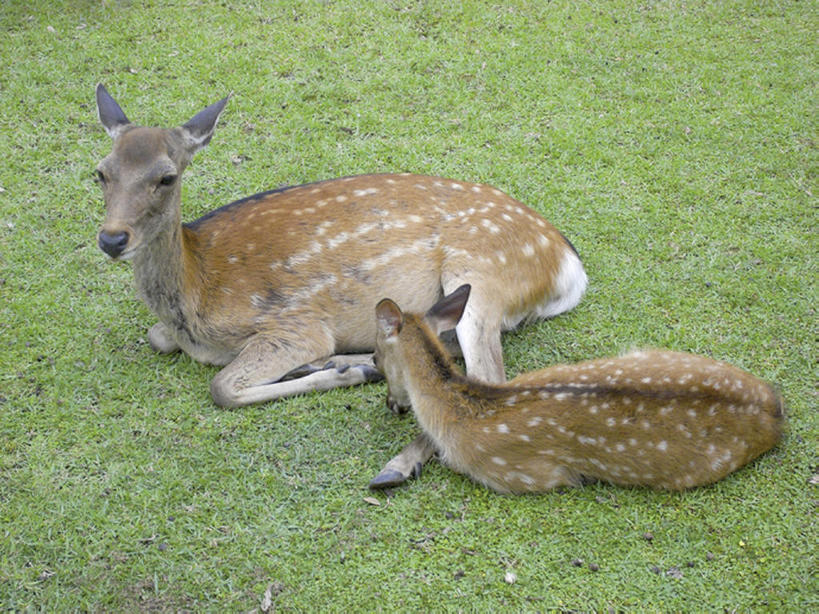 无人,横图,俯视,室外,白天,留白,纯洁,草地,美景,哺乳动物,鹿,野生动物,丰富,景观,田地,草,绿色,自然,动物,两只,休息,景色,放松,可爱,童年,童趣,摄影,食草动物,生长,宁静,环境,侧卧,舒适,关爱,自然风光,小鹿,童真,烂漫,无邪,陪同,陪伴,开端,天真,彩图,高角度拍摄,爱,伴随,bj175