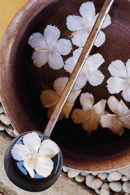 无人,竖图,俯视,静物,非洲,毛里求斯,漂浮,水平线,木槿,木槿花,美丽,花,花瓣,碗,浴盆,摄影,长柄勺,坚韧,永恒,质朴,无穷花,彩图,高角度拍摄,bj175