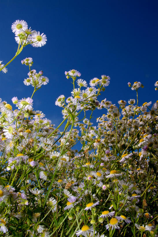 无人,竖图,室外,白天,仰视,旅游,度假,美景,景观,娱乐,花,花瓣,风景,天空,自然,春天,享受,休闲,景色,放松,摄影,生长,宁静,自然风光,甘菊花,彩图,低角度拍摄,bj175