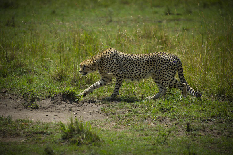 无人,横图,室外,白天,草地,哺乳动物,野生动物,非洲,坦桑尼亚,田地,世界遗产,草,一只,自然,动物,摄影,捕猎,印度豹,塞伦盖蒂国家公园,彩图,bj175