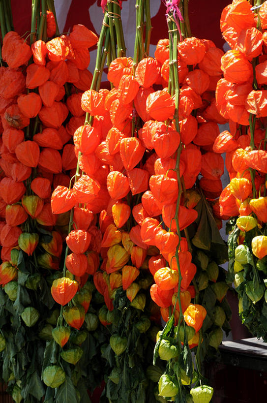 无人,竖图,室外,白天,美景,百合花,东京,日本,吊挂,悬挂,景观,市场,挂,花,花朵,红色,自然,景色,摄影,自然风光,强瞿,浅草,台东区,宫灯百合,百合蒜,倒仙,番韭,山丹,桔子,彩图,灯笼百合,宫灯花,圣诞百合,传统节日,bj175