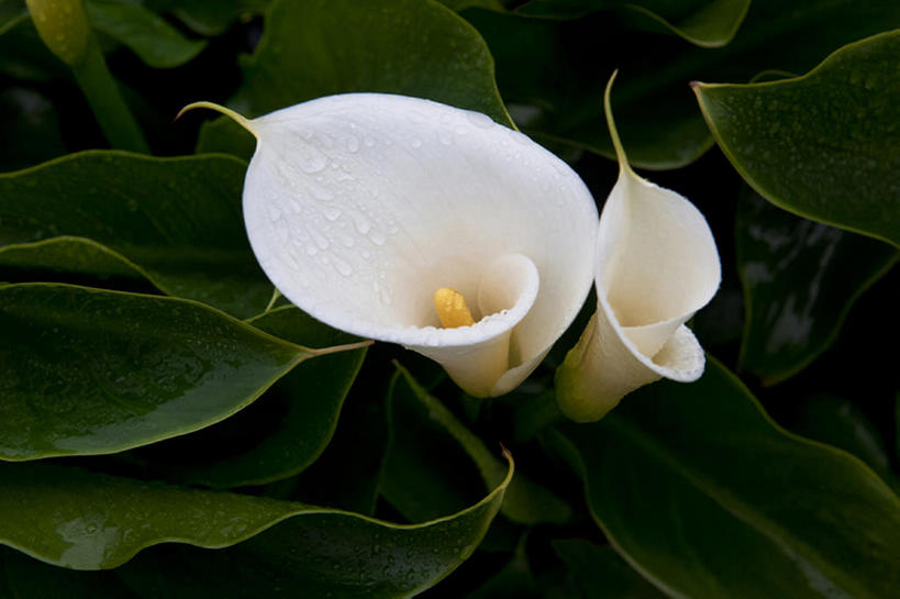 无人,横图,室外,特写,白天,美景,植物,马蹄莲,景观,花,花朵,树叶,绿色,白色,自然,景色,摄影,自然风光,彩图,bj175