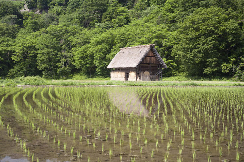 无人,农场,横图,室外,白天,背景,旅游,度假,美景,森林,日本,稻田,地形,景观,田地,文化遗产,乡村,历史,娱乐,世界遗产,风景,自然,享受,休闲,景色,放松,摄影,建造,横梁,宁静,自然风光,地貌,岐阜县,横杆,罕见,荒僻,偏僻,偏远,遥远,冷僻,冒险,彩图,小木屋,联合国教科文组织,白川,bj175