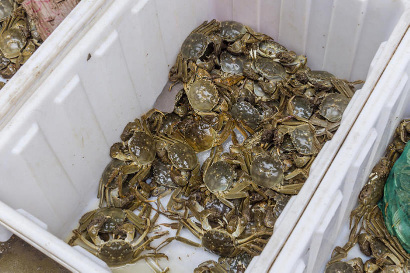 无人,横图,螃蟹,食品,海产,bj175