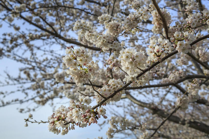 无人,横图,室外,白天,植物,樱花,日本,花,树,自然,春天,bj175