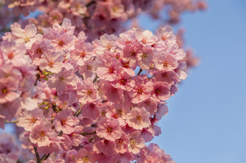 无人,横图,室外,白天,植物,樱花,花,花瓣,树,粉色,自然,春天,bj175