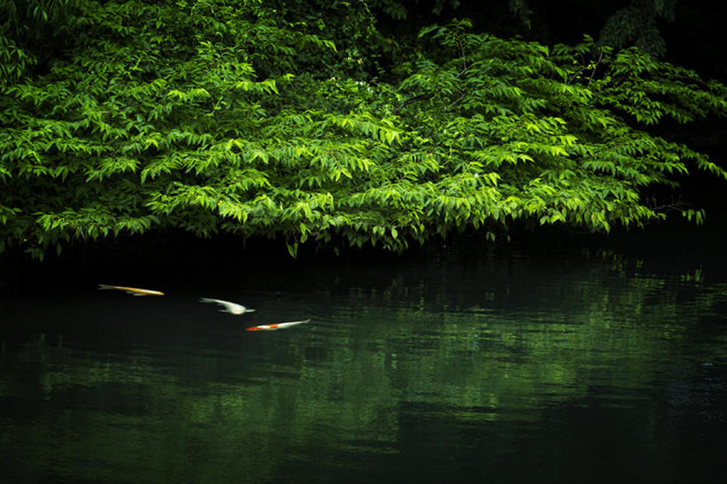 无人,横图,室外,白天,植物,锦鲤,鲤鱼,叶子,日本,三只,鱼,池塘,千叶县,船桥市,bj175