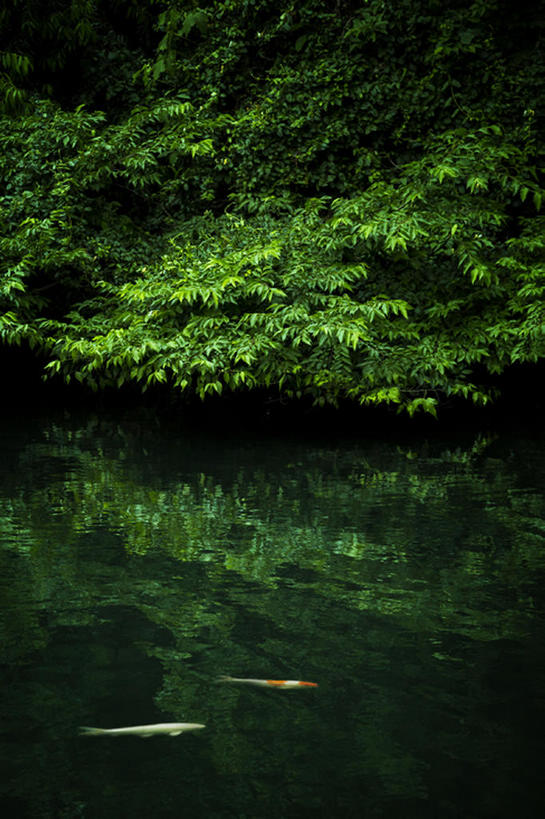 无人,竖图,室外,白天,植物,锦鲤,鲤鱼,叶子,日本,三只,鱼,池塘,千叶县,船桥市,bj175