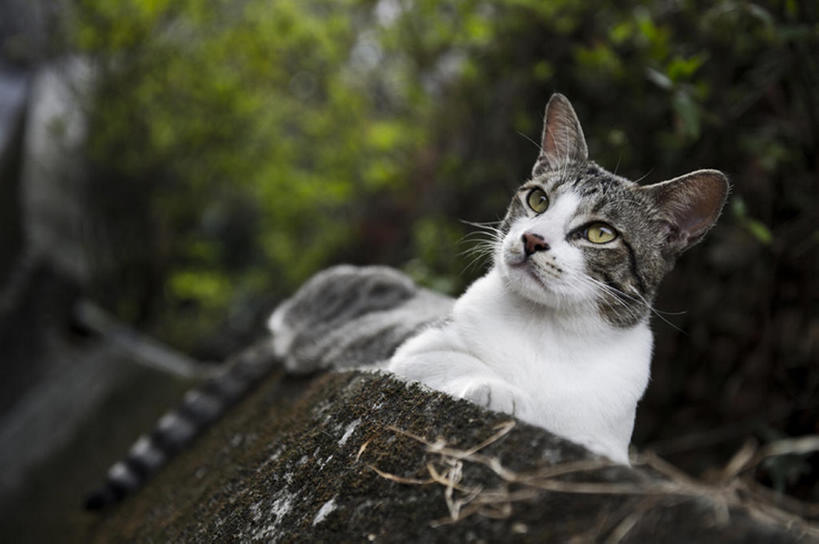 无人,横图,室外,白天,猫,台湾,一只,动物,bj175