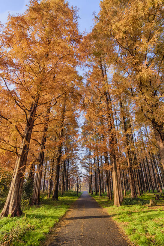 无人,公园,竖图,室外,白天,秋季,路,银杏树,叶子,东京,日本,枯叶,落叶,风景,水元公园,叶,叶片,秋,秋天,bj175