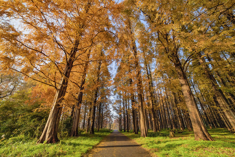 无人,公园,横图,室外,白天,秋季,路,银杏树,叶子,东京,日本,枯叶,落叶,风景,水元公园,叶,叶片,秋,秋天,bj175